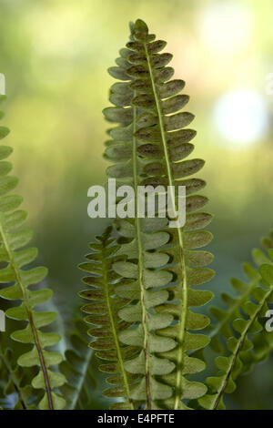 alpine water fern, blechnum penna-marina Stock Photo