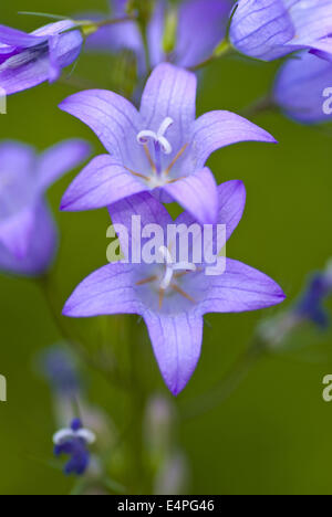 rampion bellflower, campanula rapunculus Stock Photo