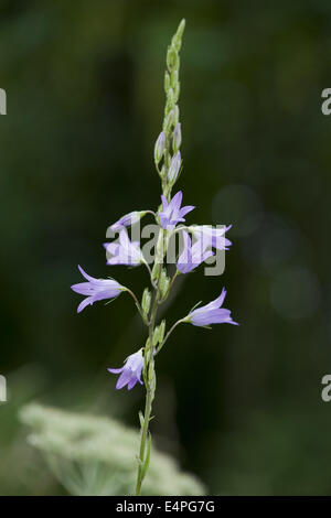 rampion bellflower, campanula rapunculus Stock Photo