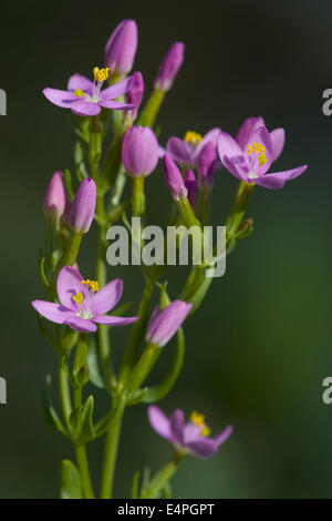 common centaury, centaurium erythraea Stock Photo