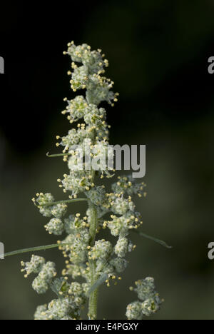 lamb's quarters, chenopodium album ssp. pedunculare Stock Photo