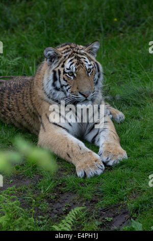 Siberian or Amur tiger Panthera tigris altaica Highland Wildlife Park Kincraig Inverness Scotland Stock Photo