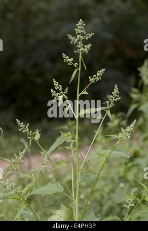 chenopodium hybridum Stock Photo