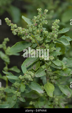 nettle-leaved goosefoot, chenopodium murale Stock Photo