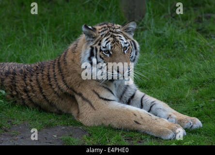 Siberian or Amur tiger Panthera tigris altaica Highland Wildlife Park Kincraig Inverness Scotland Stock Photo
