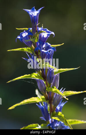 willow gentian, gentiana asclepiadea Stock Photo