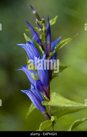 willow gentian, gentiana asclepiadea Stock Photo