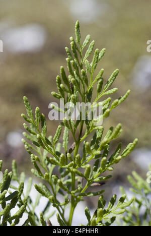 parsley fern, cryptogramma crispa Stock Photo