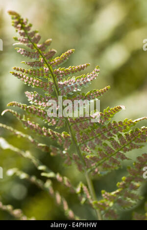 narrow buckler fern, dryopteris carthusiana Stock Photo