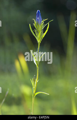 marsh gentian, gentiana pneumonanthe Stock Photo