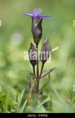 field gentian, gentianella campestris Stock Photo