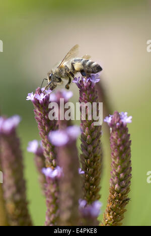 purpletop vervain, verbena bonariensis Stock Photo