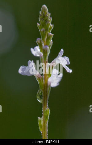 common vervain, verbena officinalis Stock Photo