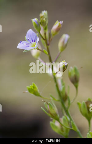 water speedwell, veronica anagallis-aquatica Stock Photo