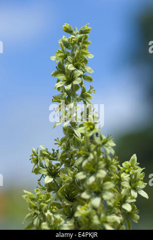 white hellebore, veratrum album ssp. lobelianum Stock Photo