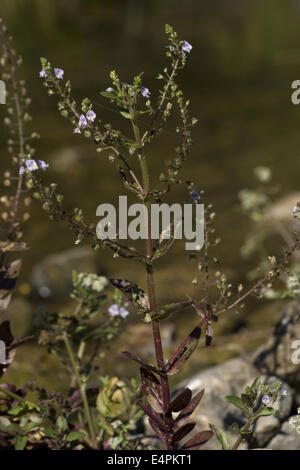 veronica catenata Stock Photo