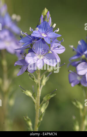 large speedwell, veronica teucrium Stock Photo