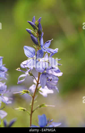 large speedwell, veronica teucrium Stock Photo