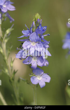 large speedwell, veronica teucrium Stock Photo