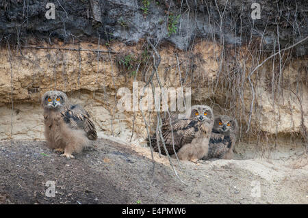 young eurasian eagle-owls, bubo bubo, germany Stock Photo