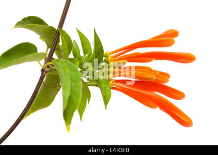 Orange trumpet vine flowers isolated on white Stock Photo