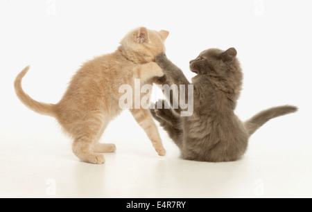 Two kittens play fighting Stock Photo