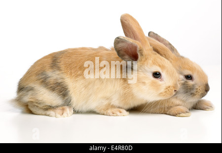 Young Dwarf Lop rabbits, 4-week-old Stock Photo