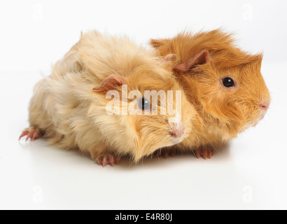 Young Abyssinian guinea pigs Stock Photo