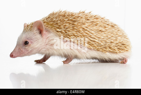 Four-toed hedgehog, African pygmy hedgehog (Atelerix albiventris), pet hedgehog Stock Photo