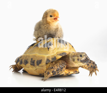 Pekin chick and young Horsfield's Tortoise, Russian Tortoise (Agrionemys horsfieldii) Stock Photo