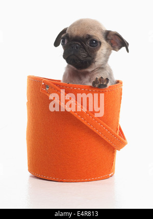 Pug puppy in orange basket, 7-week-old Stock Photo