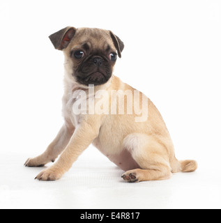 Pug puppy, 7-week-old Stock Photo