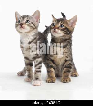 Bengal and British cross shorthair kittens, 5-week-old Stock Photo