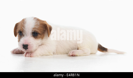 Jack Russell Lakeland Terrier cross, puppy, 5-week-old Stock Photo