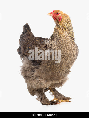 Blue young adult Brahma chicken standing side ways, looking