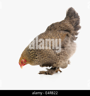 Blue young adult Brahma chicken standing side ways, looking
