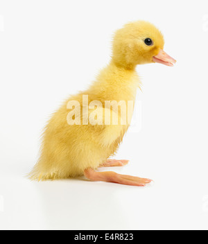 Yellow duckling, Call Duck Stock Photo