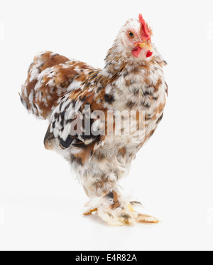 Young, speckled Bantam cockerel or rooster, 2-month-old Stock Photo