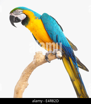 Blue and Yellow Macaw, Blue and Gold Macaw (Ara ararauna), parrot Stock Photo