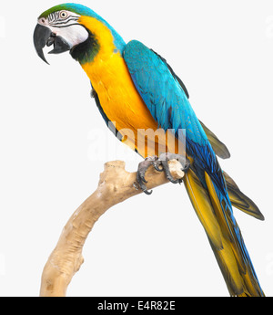 Blue and Yellow Macaw, Blue and Gold Macaw (Ara ararauna), parrot Stock Photo