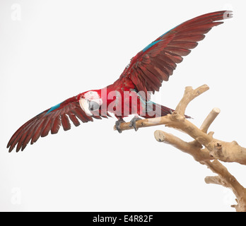 Green-winged Macaw, Red-and-green Macaw (Ara chloropterus), parrot Stock Photo