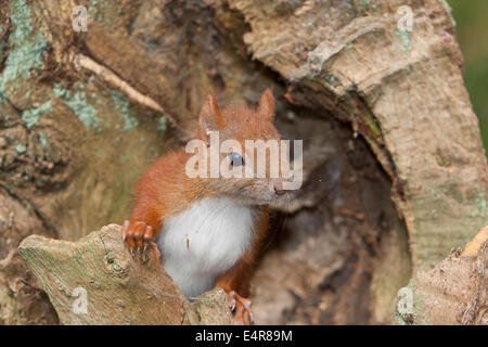 Red squirrel, Eurasian red squirrel, squirrel, cub, hatchling, drop, Eichhörnchen, Jungtier, Sciurus vulgaris, Écureuil d´Europe Stock Photo