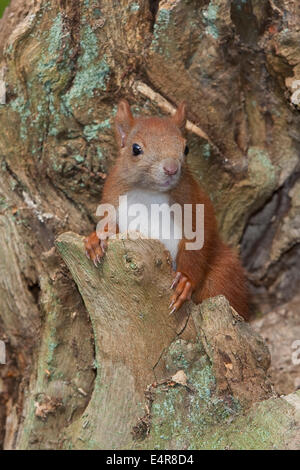 Red squirrel, Eurasian red squirrel, squirrel, cub, hatchling, drop, Eichhörnchen, Jungtier, Sciurus vulgaris, Écureuil d´Europe Stock Photo