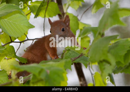 Red squirrel, Eurasian red squirrel, squirrel, cub, hatchling, drop, Eichhörnchen, Jungtier, Sciurus vulgaris, Écureuil d´Europe Stock Photo