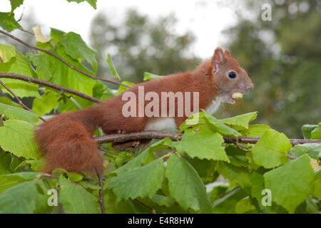 Red squirrel, Eurasian red squirrel, squirrel, cub, hatchling, drop, Eichhörnchen, Jungtier, Sciurus vulgaris, Écureuil d´Europe Stock Photo