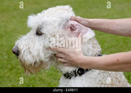 Labradoodle: owner checking ears Stock Photo