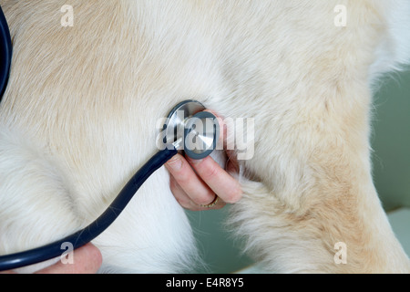 Labrador puppy being checked over by a vet. Listening to heartbeat Stock Photo