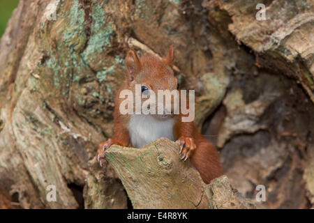 Red squirrel, Eurasian red squirrel, squirrel, cub, hatchling, drop, Eichhörnchen, Jungtier, Sciurus vulgaris, Écureuil d´Europe Stock Photo