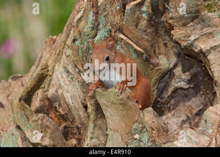 Red squirrel, Eurasian red squirrel, squirrel, cub, hatchling, drop, Eichhörnchen, Jungtier, Sciurus vulgaris, Écureuil d´Europe Stock Photo