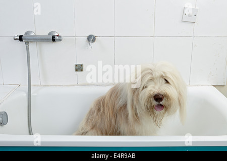 Bearded Collie, bathing sequence in grooming parlour Stock Photo